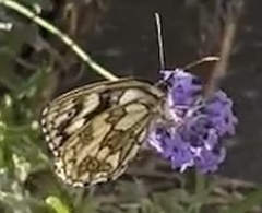 Melanargia galathea