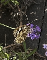 Melanargia galathea