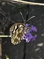 Melanargia galathea