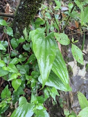Stemona tuberosa