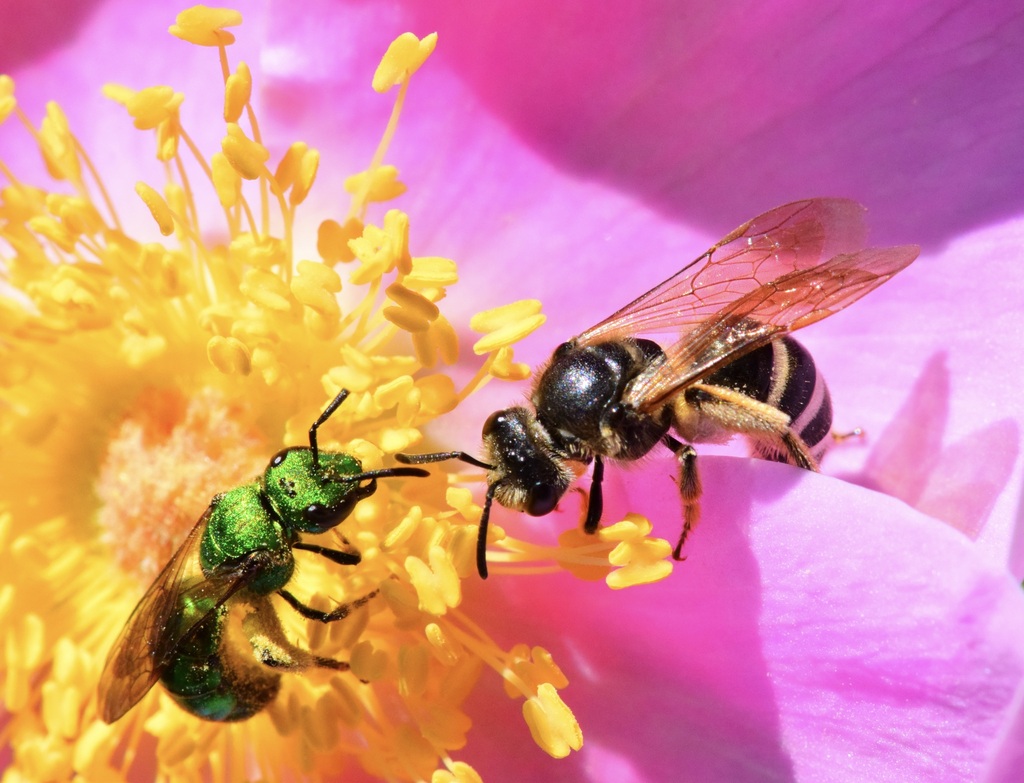 Leathery Sweat Bee
