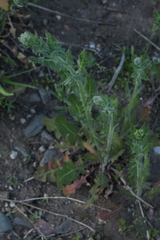 Sisymbrium loeselii