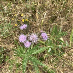 Cirsium arvense