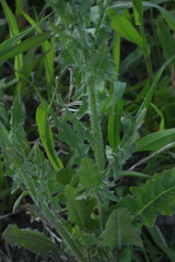 Sisymbrium loeselii