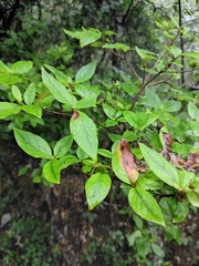 Rhododendron mariesii