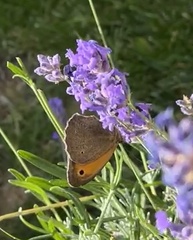 Maniola jurtina