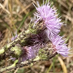Cirsium arvense