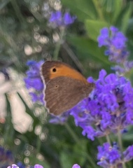 Maniola jurtina