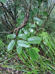 Ficus sarmentosa henryi