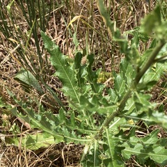 Cirsium arvense