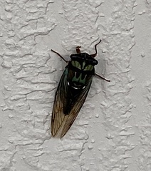 Neotibicen lyricen virescens
