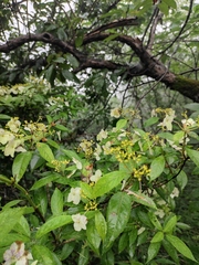 Hydrangea chinensis