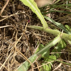 Cirsium arvense