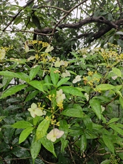 Hydrangea chinensis