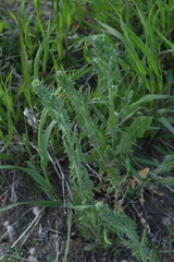 Sisymbrium loeselii