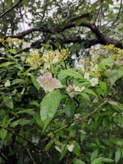 Hydrangea chinensis