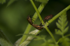 Graphosoma