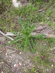 Cirsium cymosum canovirens