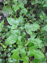 Rubus crataegifolius