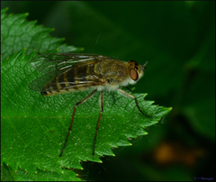 Thereva unica