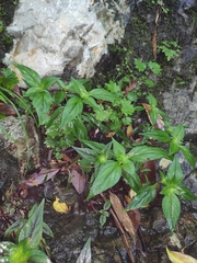 Lysimachia melampyroides
