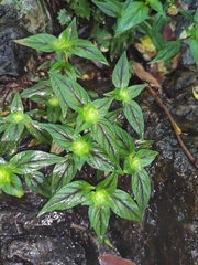 Lysimachia melampyroides