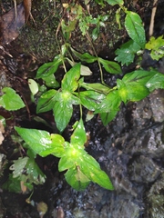 Lysimachia melampyroides