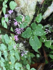 Thalictrum fortunei