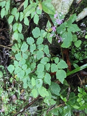 Thalictrum fortunei