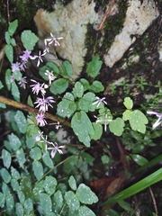 Thalictrum fortunei