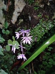 Thalictrum fortunei