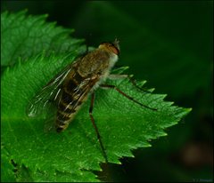 Thereva unica