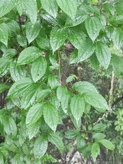 Philadelphus incanus