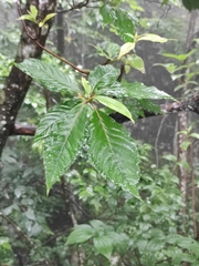 Camptotheca acuminata