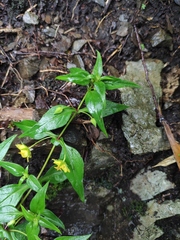Lysimachia capillipes