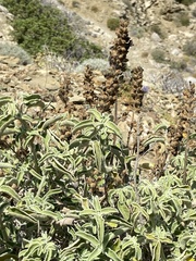 Salvia fruticosa