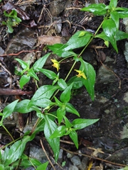 Lysimachia capillipes