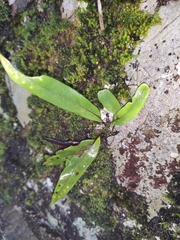 Lepisorus thunbergianus