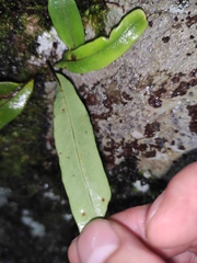 Lepisorus thunbergianus