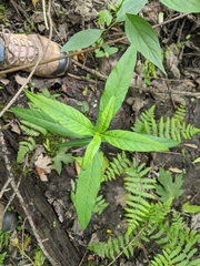 Lysimachia thyrsiflora