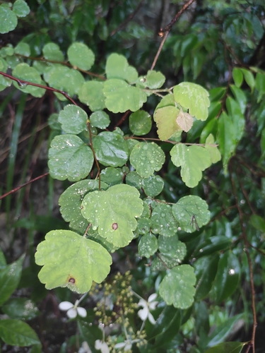 Spiraea blumei iNat (2)