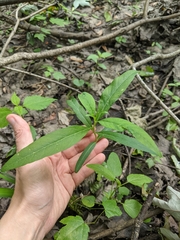 Lysimachia thyrsiflora