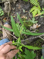 Lysimachia thyrsiflora