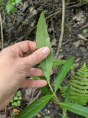 Lysimachia thyrsiflora