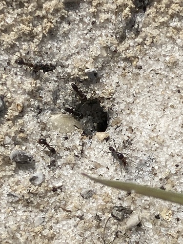 Mousy Pyramid Ant photo 5