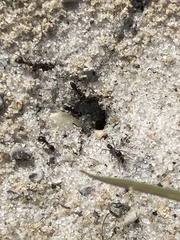 Dorymyrmex grandulus