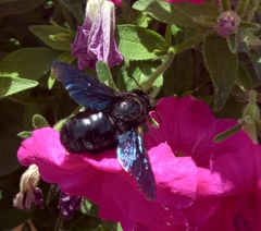 Xylocopa violacea