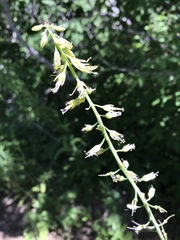 Chlorocrambe hastata