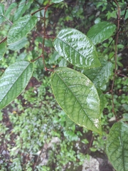 Neoshirakia japonica