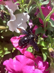 Xylocopa violacea